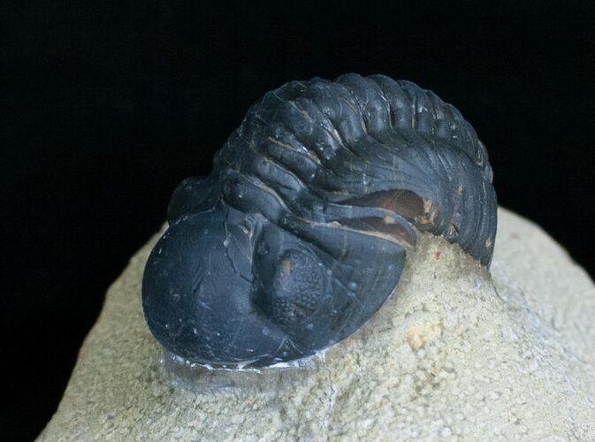 Bargain Reedops Trilobite - Inches #6115